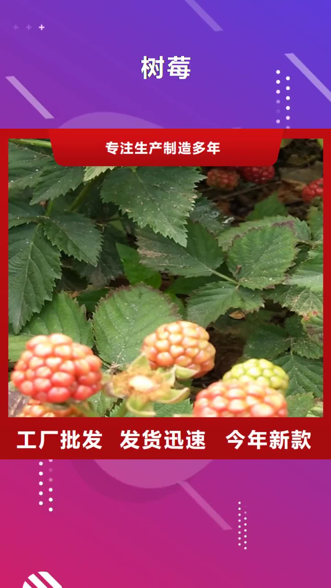 【常州 树莓-樱桃苗厂家直营】