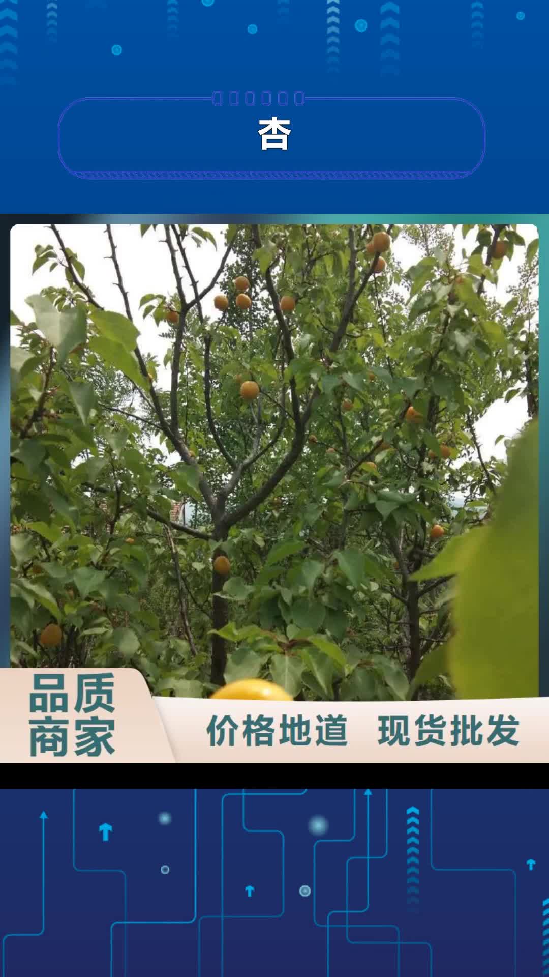 【通化 杏 苹果苗定金锁价】